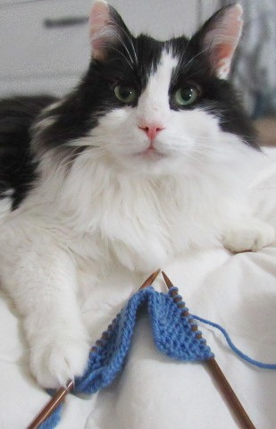 Oscar3 helping with knitting
